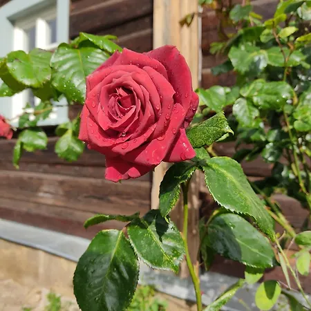 Flachshäusl Mittelndorf